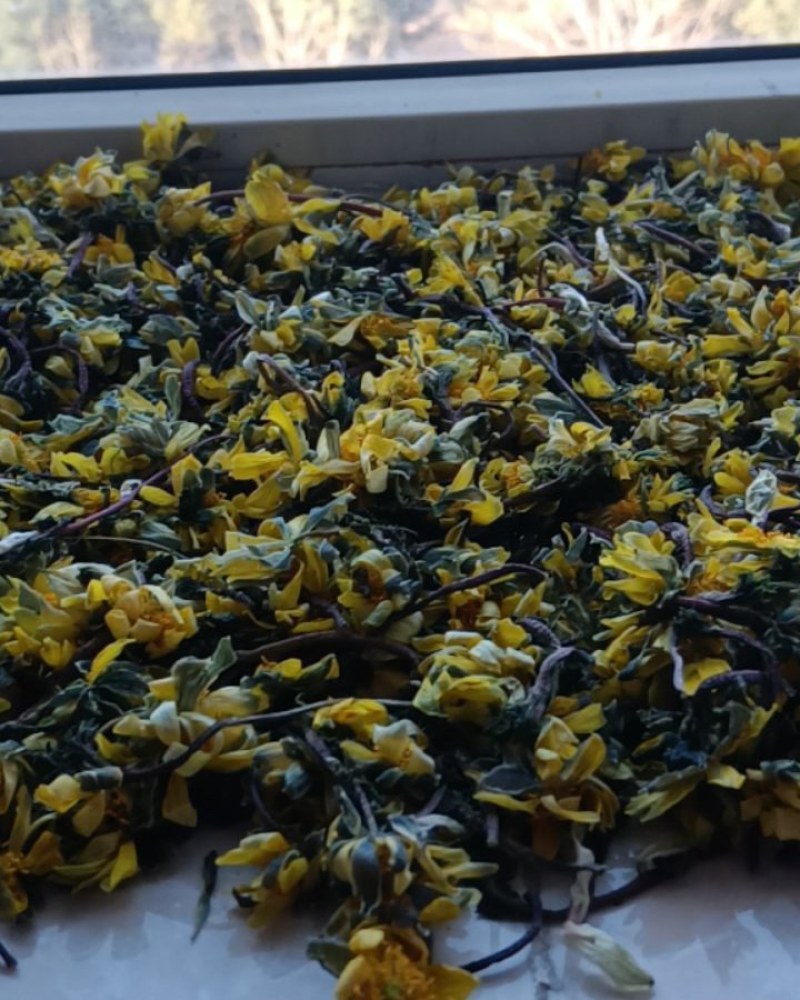 野生干冰凌花
