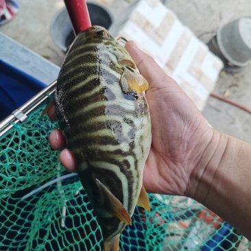 家养食用河豚，价格优势，联系方式***********