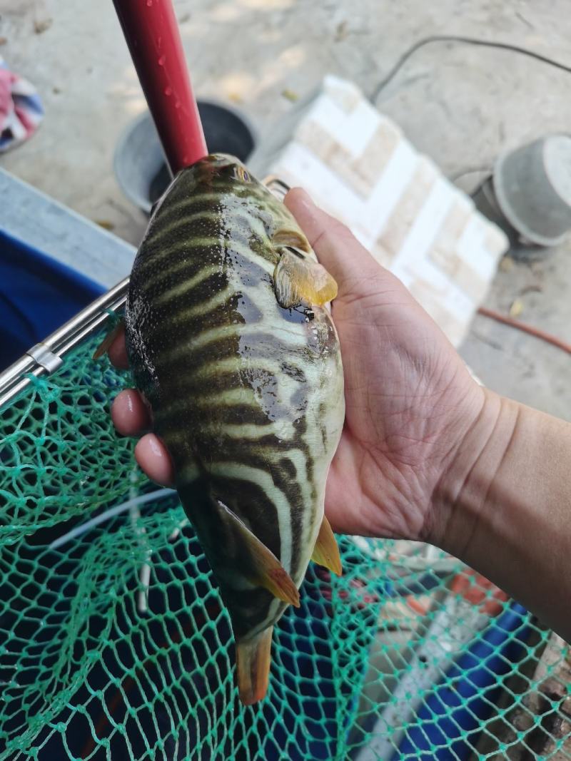 家养食用河豚，价格优势，联系方式***********