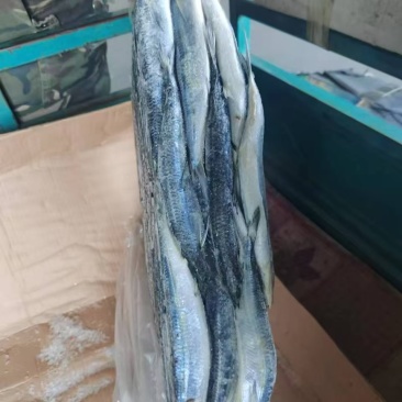 马步鱼