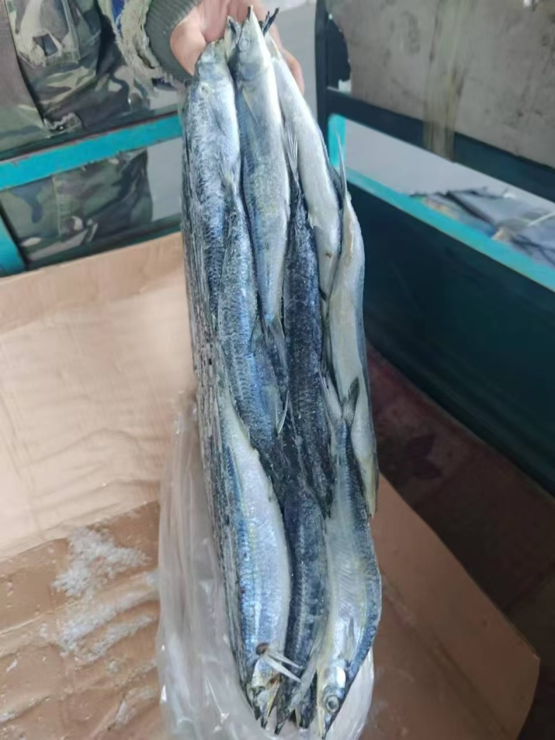 马步鱼