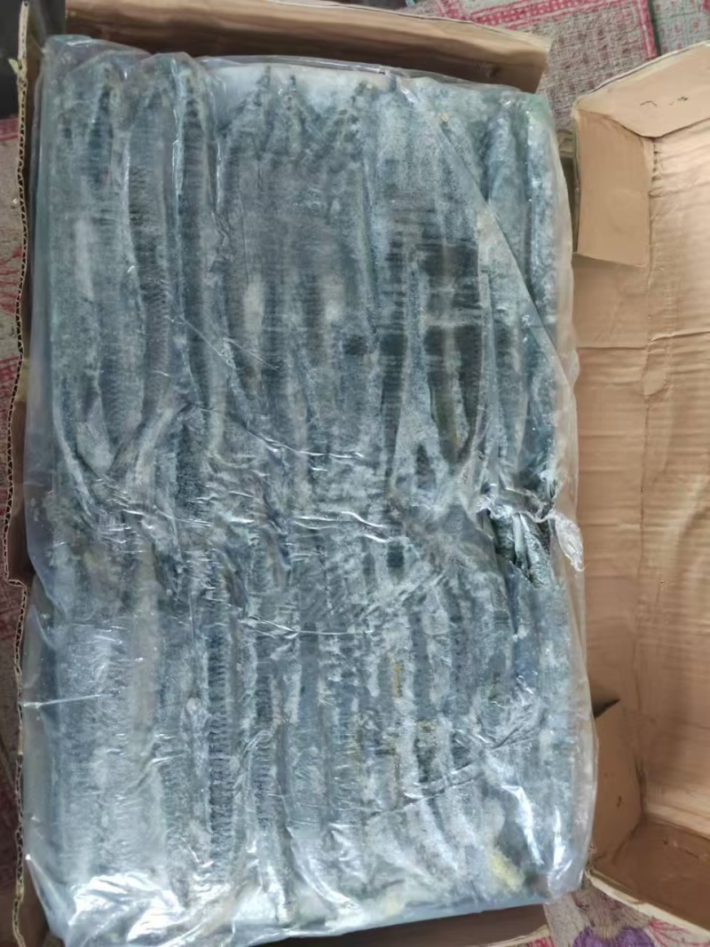马步鱼