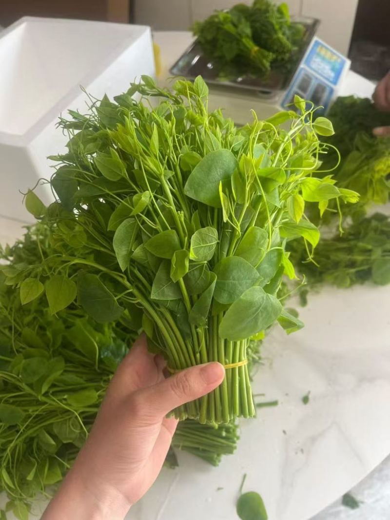 酒店特色姑娘菜，龙须菜