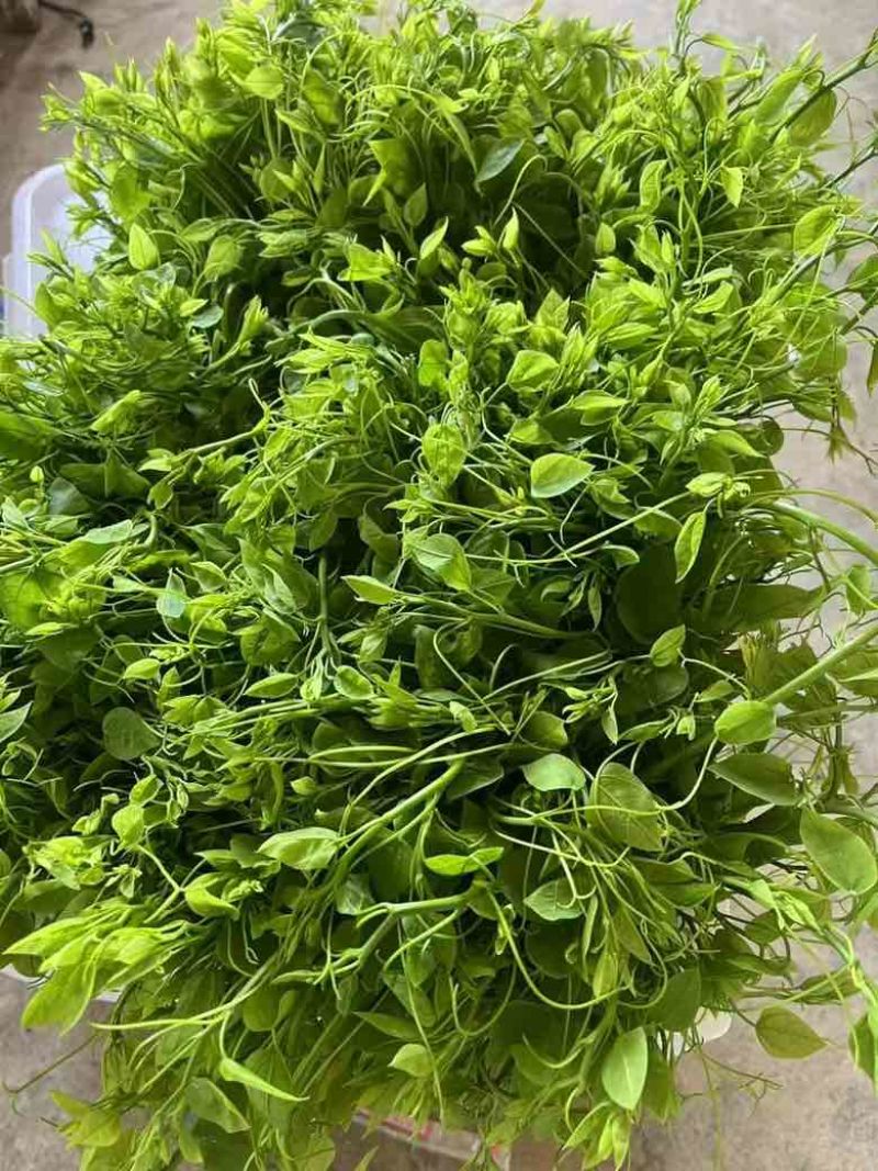 酒店特色姑娘菜，龙须菜