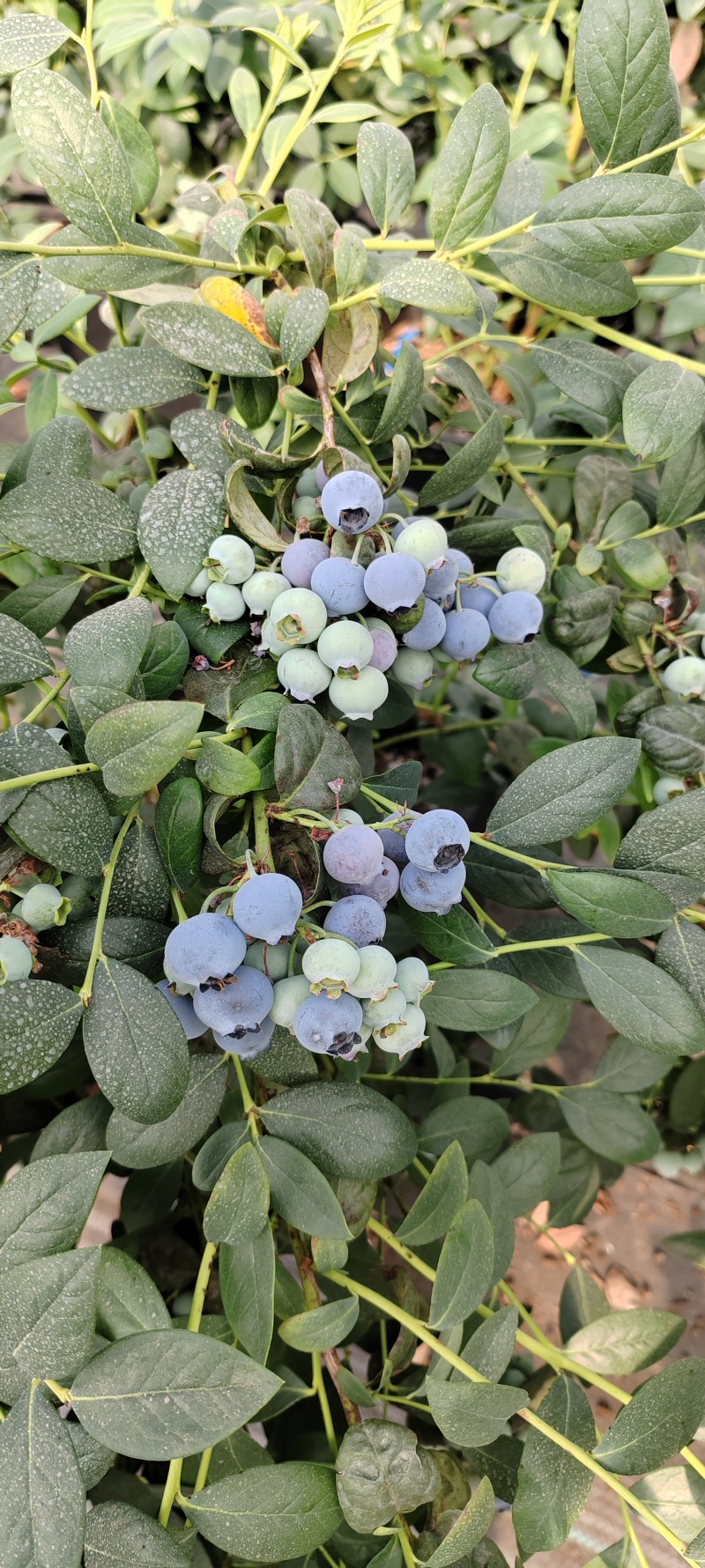 蓝莓F6