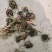 猫爪草