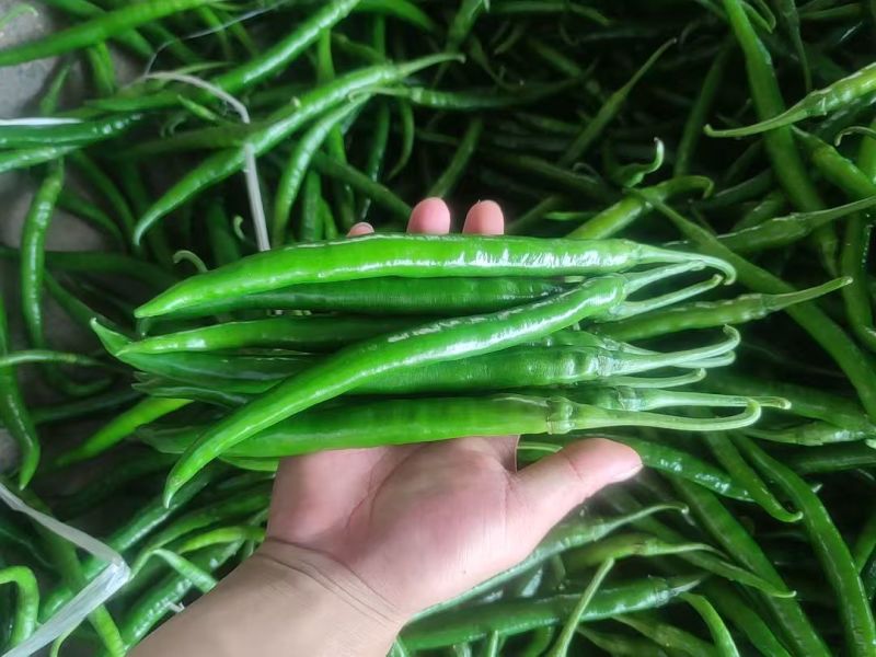 三线椒