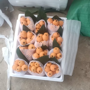 早五星枇杷