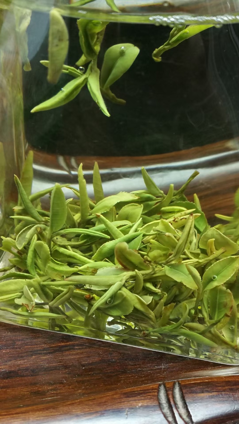 日照绿茶露天新茶绿茶春茶2025