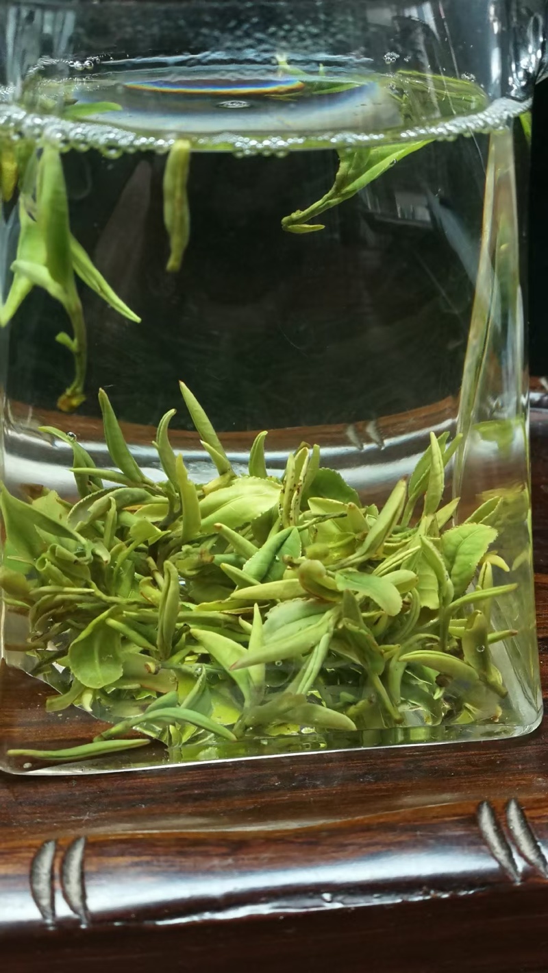 日照绿茶露天新茶绿茶春茶2025