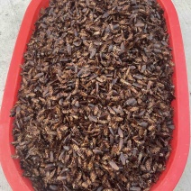 美洲大蠊