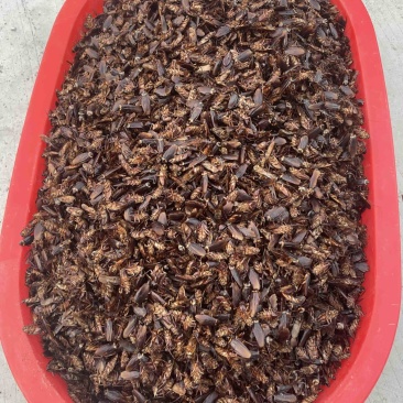 美洲大蠊