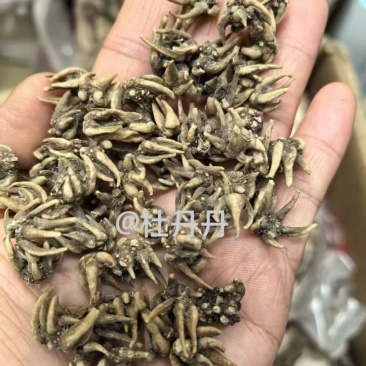 纯野生猫爪草爪爪分明颗粒饱满种植基地直发
