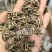 纯野生猫爪草爪爪分明颗粒饱满种植基地直发