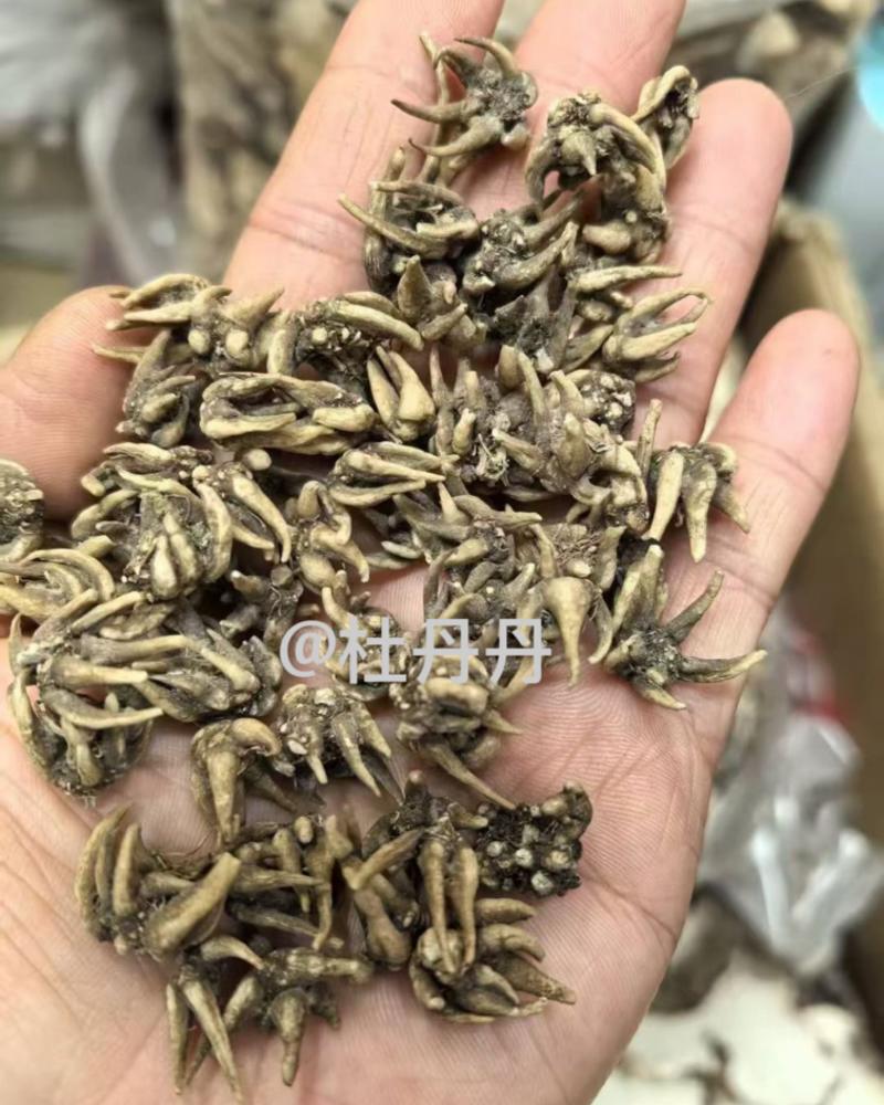 纯野生猫爪草爪爪分明颗粒饱满种植基地直发