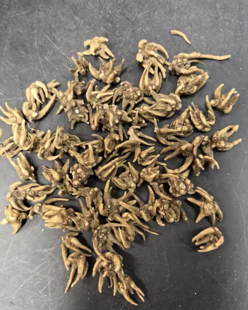 纯野生猫爪草爪爪分明颗粒饱满种植基地直发