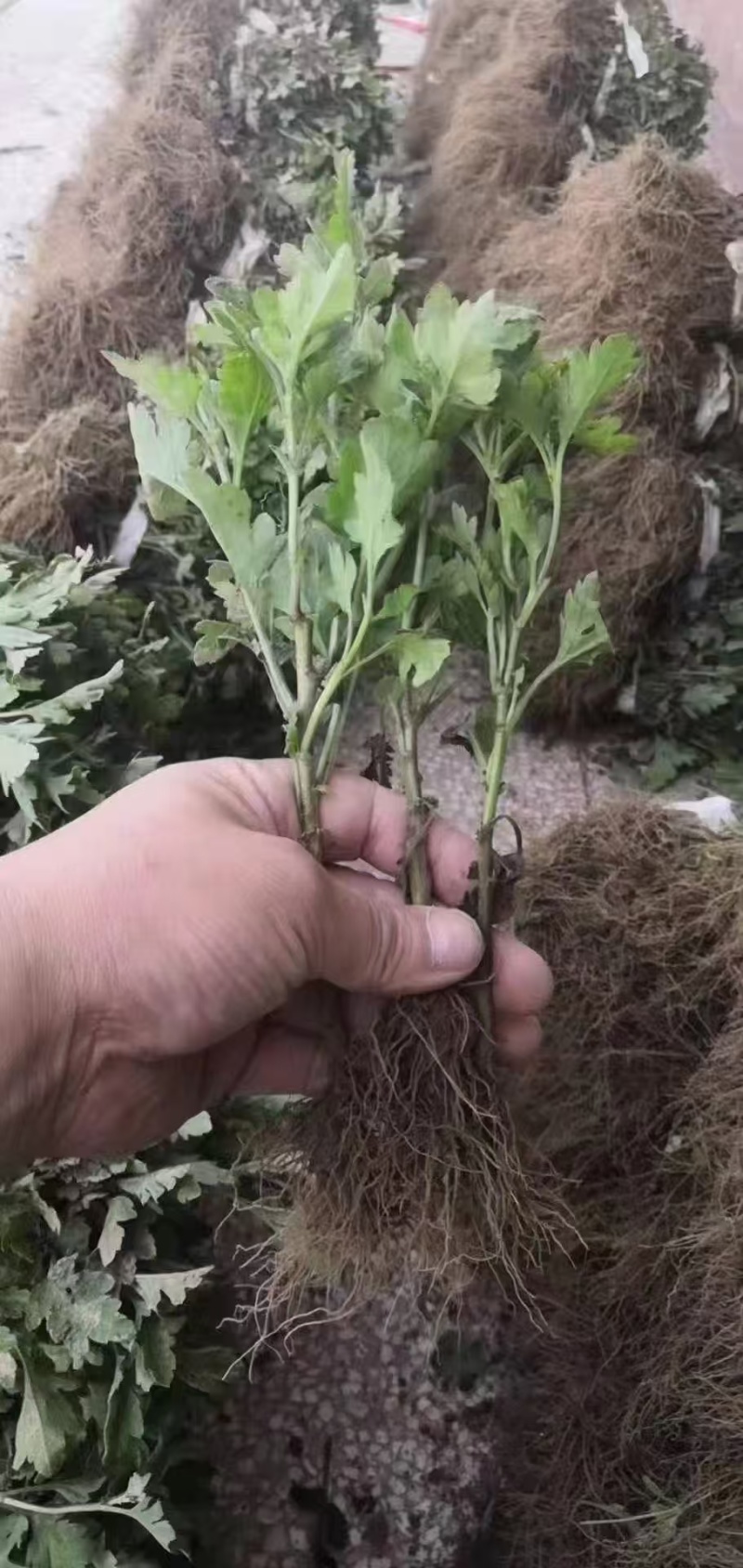 各种菊花苗头，插迁苗出售