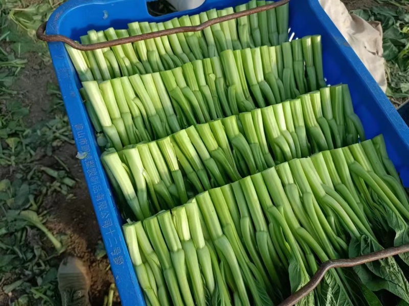 大甩卖小青菜，广东菜心