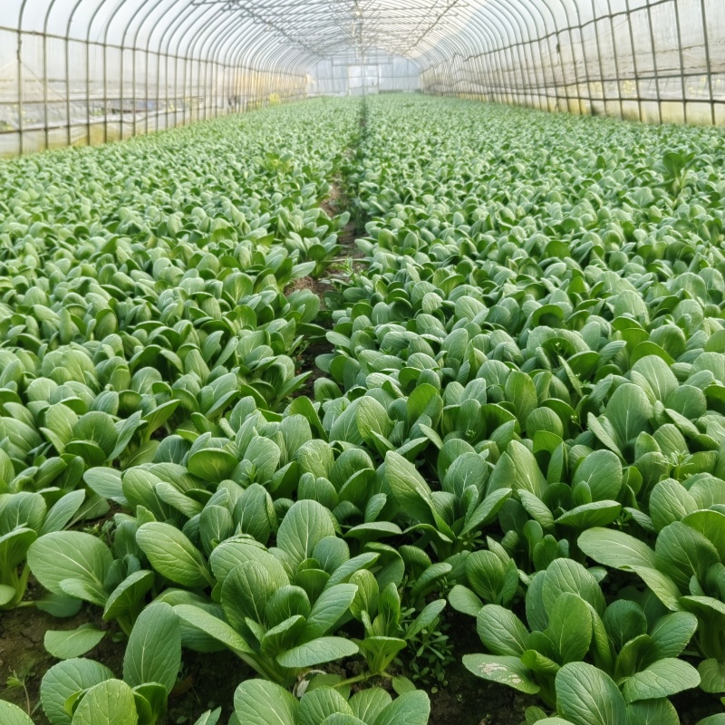 大甩卖小青菜，广东菜心