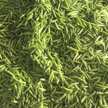 优质豌豆荚