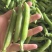 优质豌豆荚
