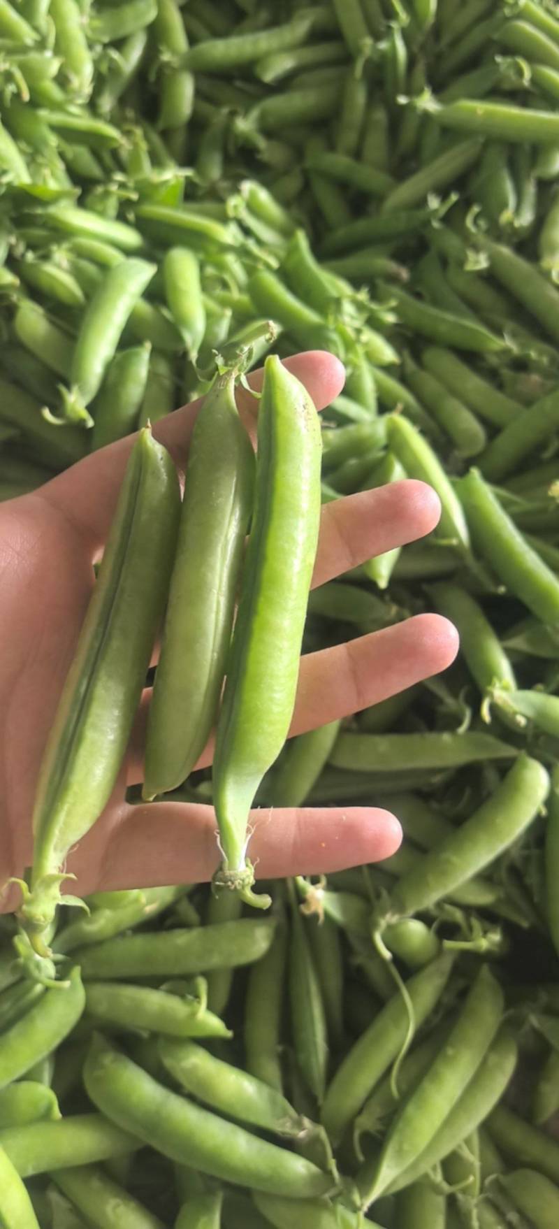 优质豌豆荚