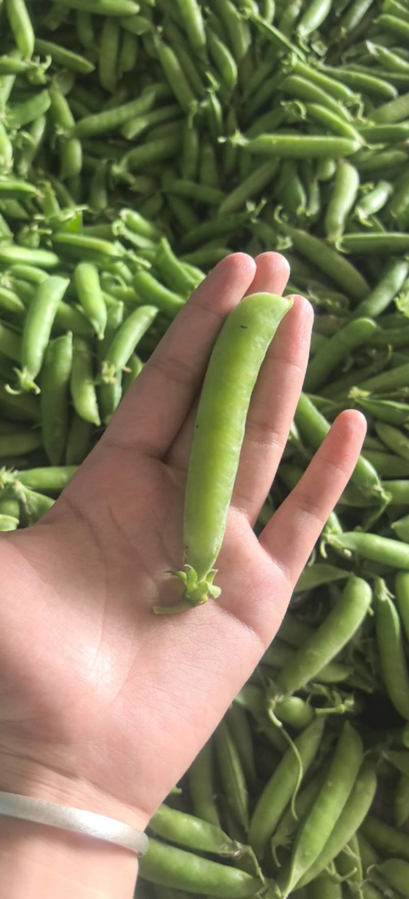 优质豌豆荚