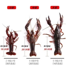 2025鲜活小龙虾大中小