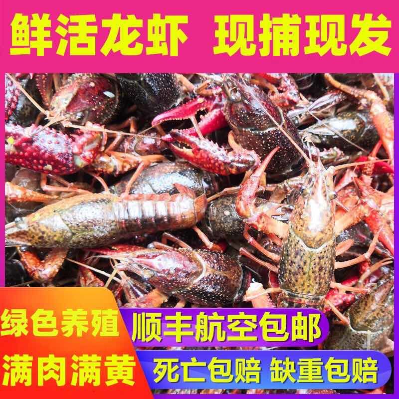 2025鲜活小龙虾大中小