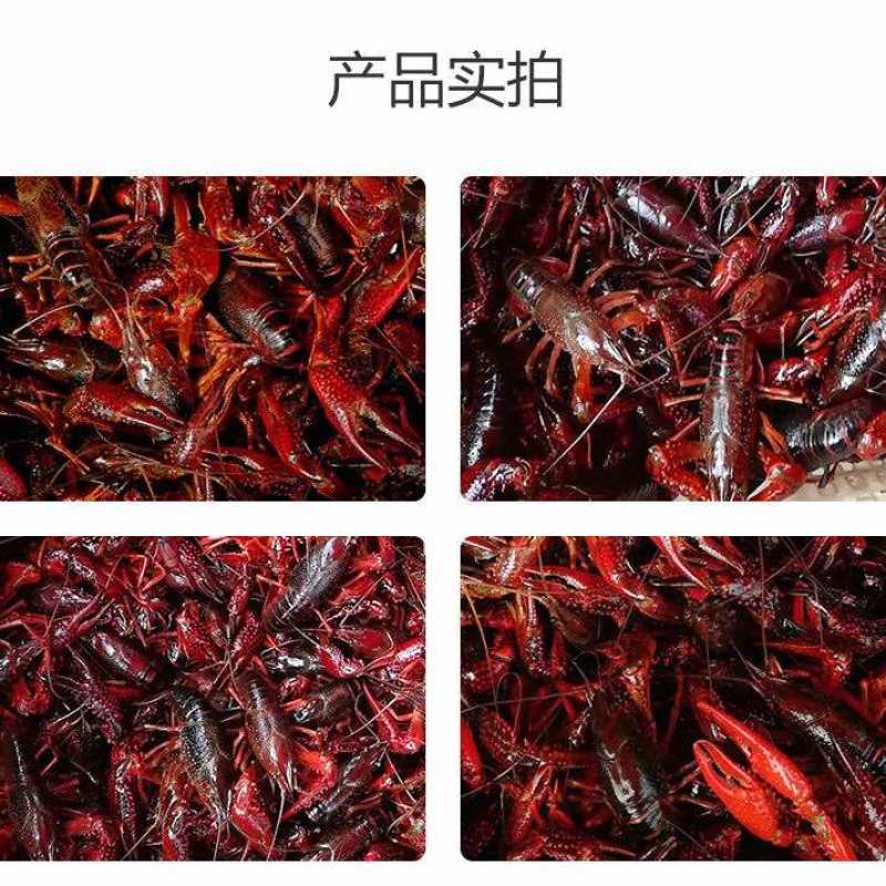 2025鲜活小龙虾大中小