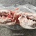 肥猪8-10无耳头新货手续齐全
