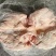 肥猪8-10无耳头新货手续齐全