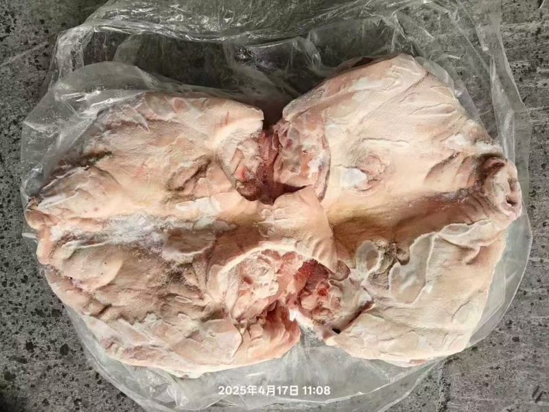 肥猪8-10无耳头新货手续齐全