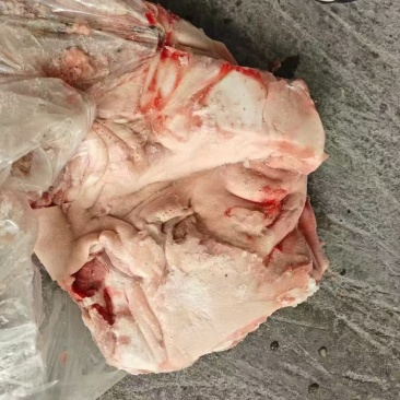 肥猪8-10无耳头新货手续齐全