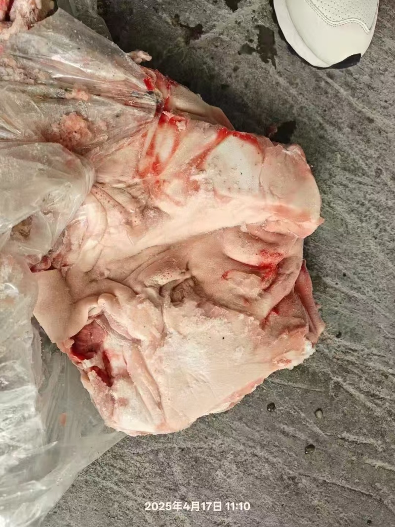 肥猪8-10无耳头新货手续齐全
