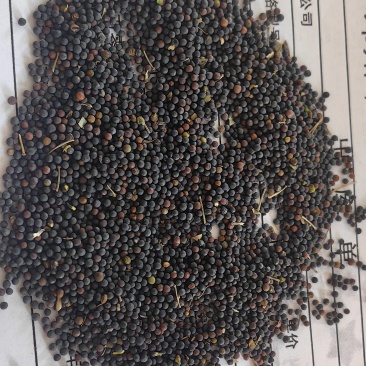 油菜籽