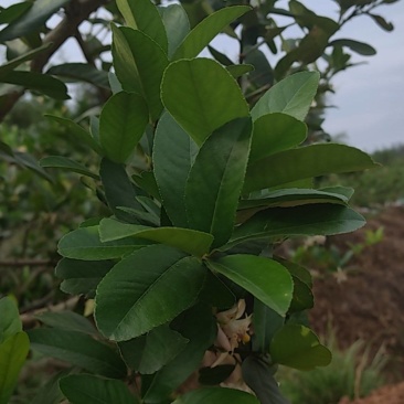 柠檬叶现摘