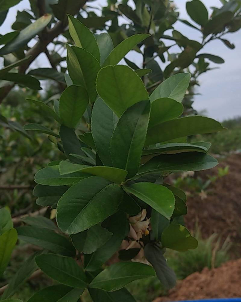 柠檬叶现摘
