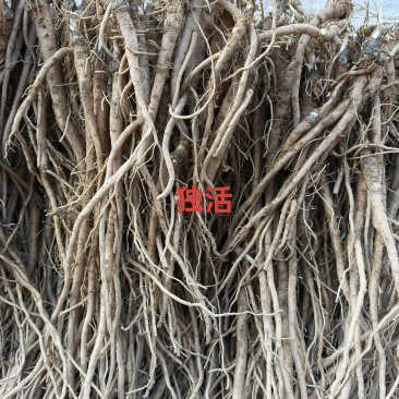 独活种苗