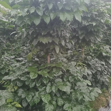绿宝幸福树丛生，两层，三层，五层