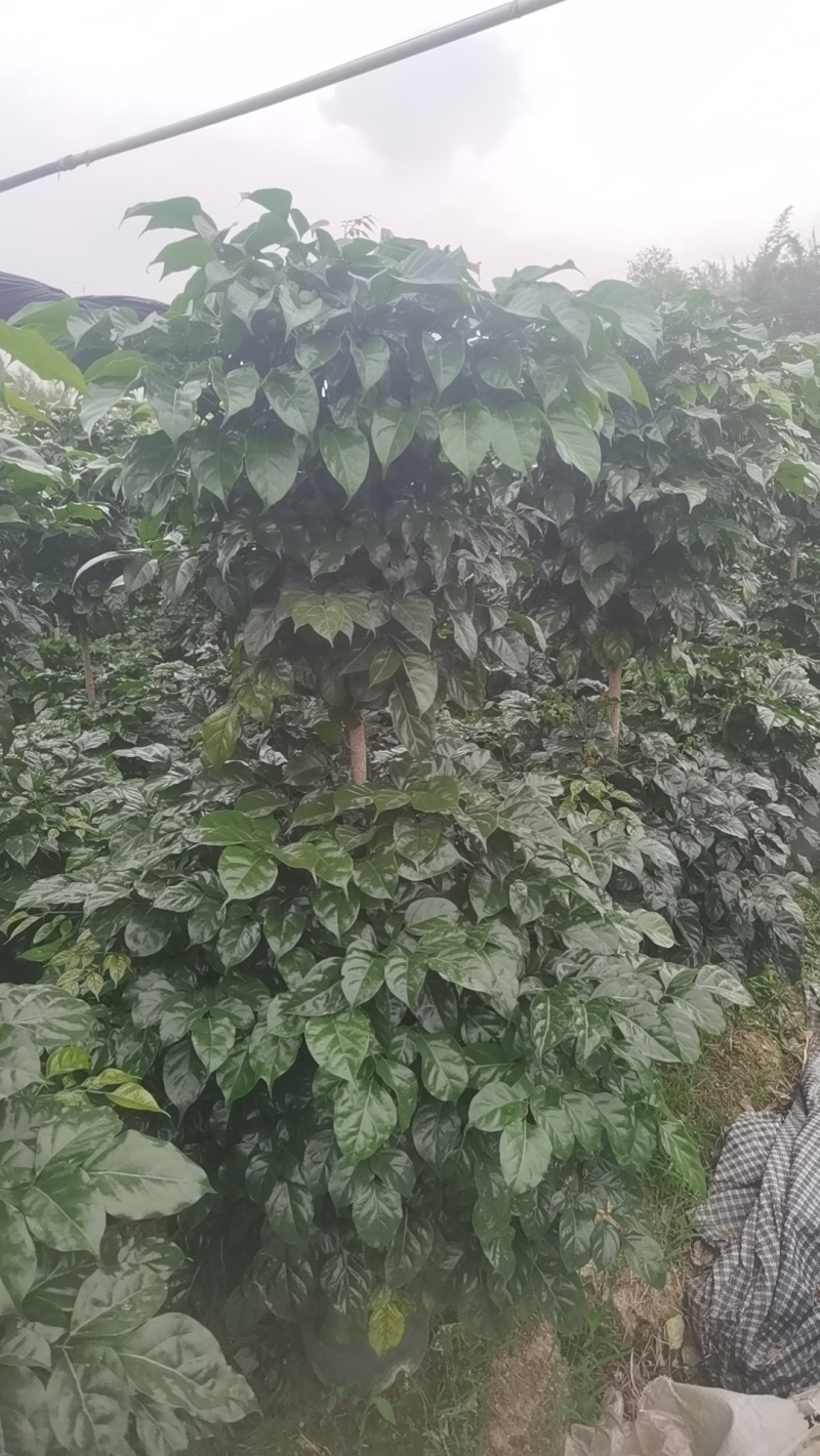 绿宝幸福树丛生，两层，三层，五层