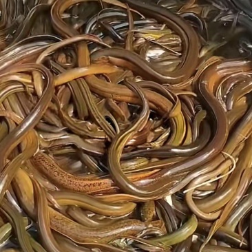 鳝鱼