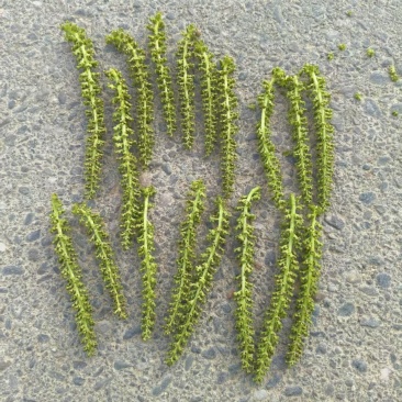 核桃花
