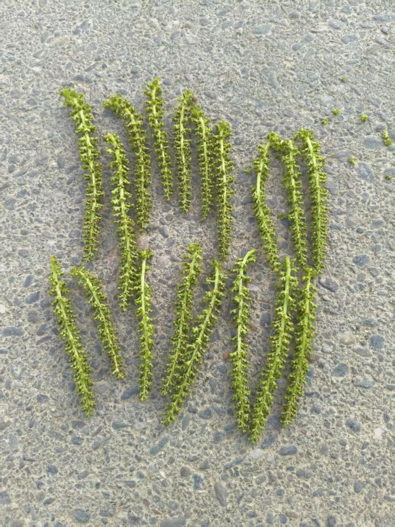 核桃花
