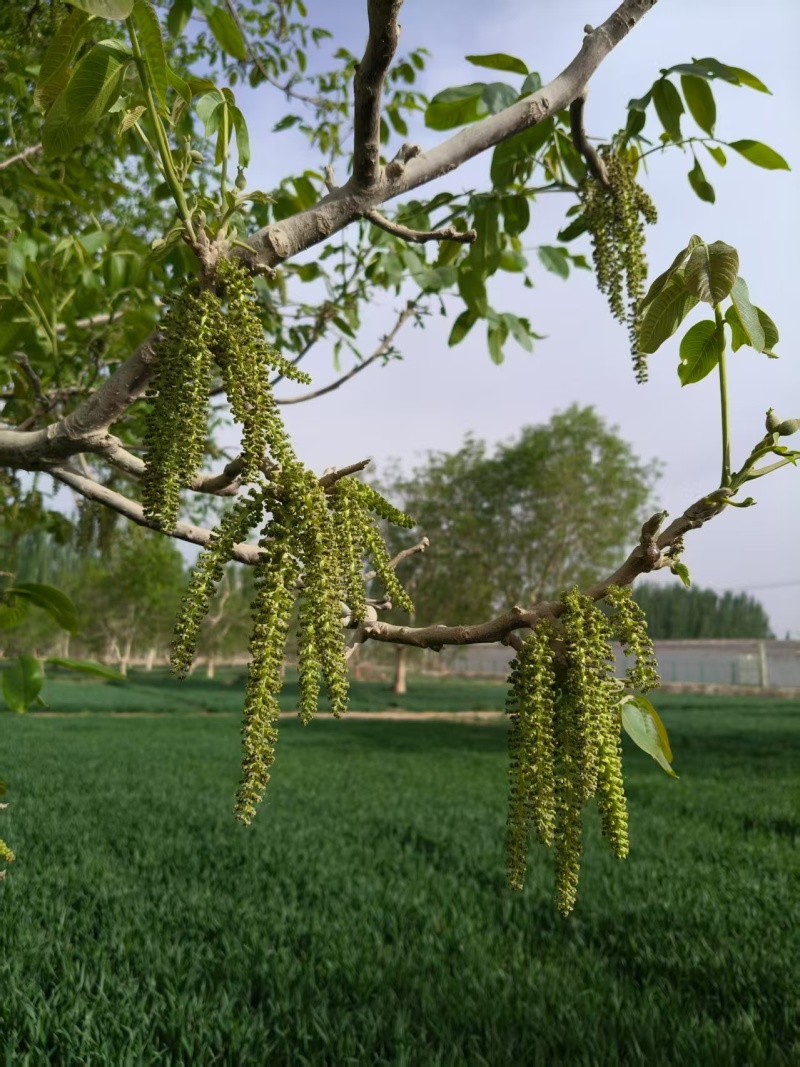 核桃花