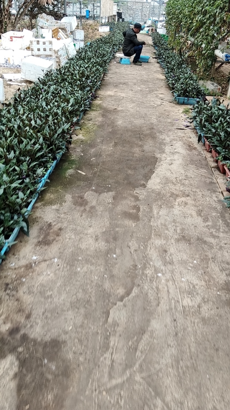紫背天癸菜
