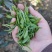 高山绿茶
