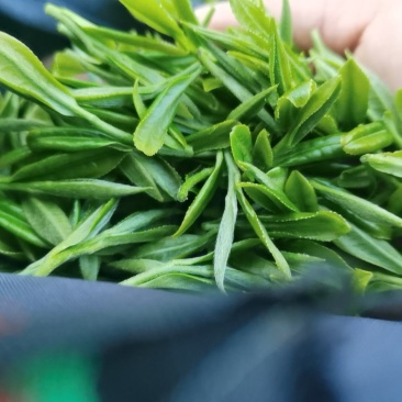 高山绿茶