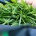 高山绿茶