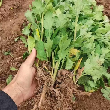 精品金丝皇菊苗